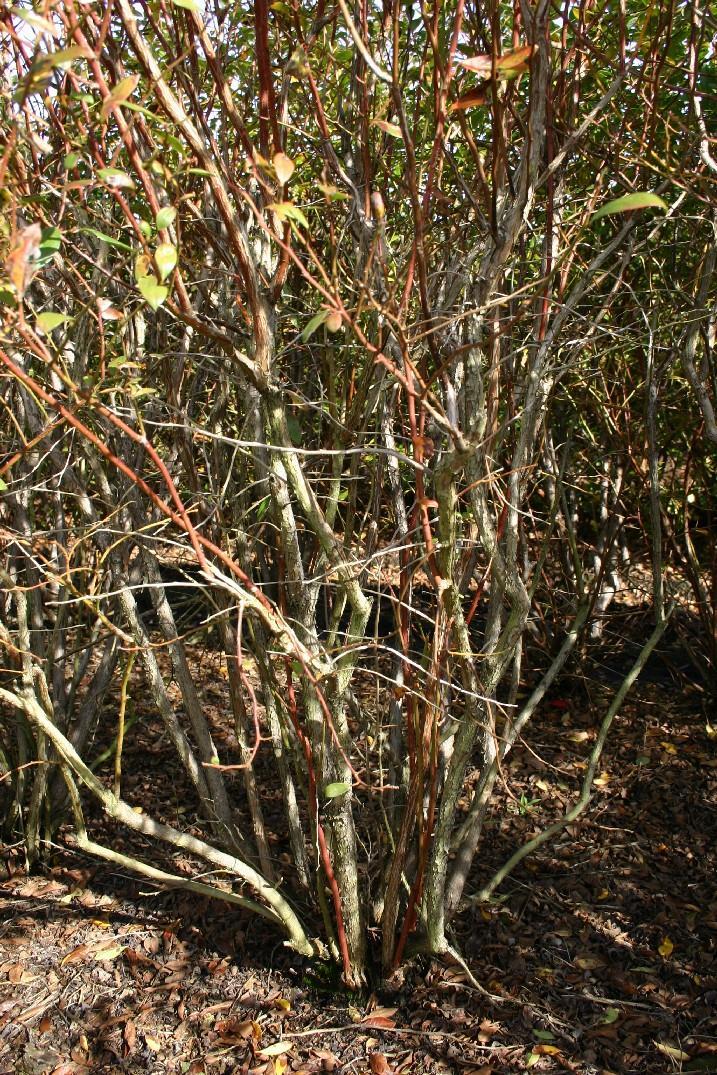 Dormant pruning Example of no