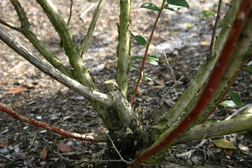 Cane renewal pruning to