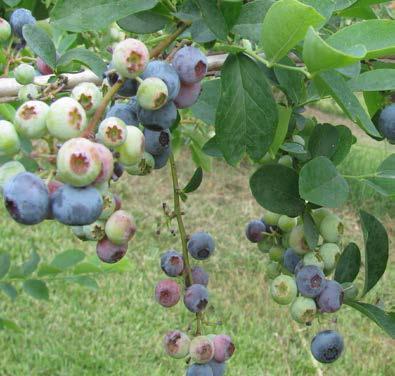 Powderblue rabbiteye 550 650 chill units. Late season variety. Excellent quality fruit with light blue color.