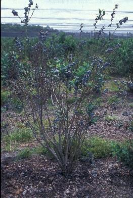 Blueberry stem blight from over-fruiting Note heavy crop load with almost no leaves Symptom of under chilling Over fruiting stress will result in death from stem