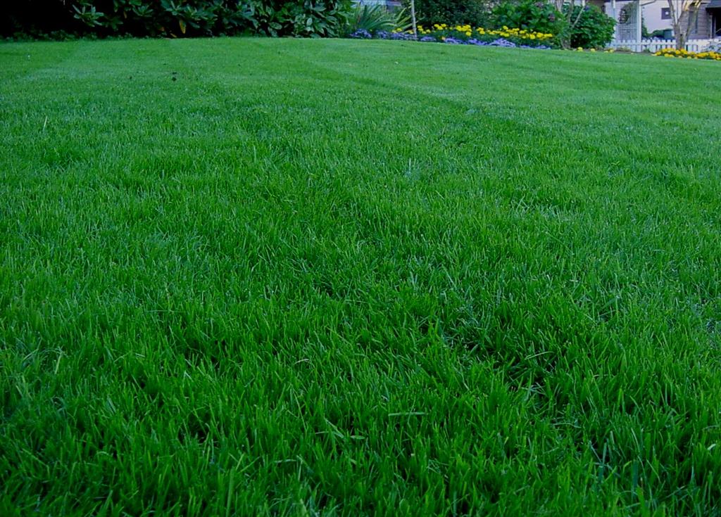 Summary: Compost on Lawns: A Beautiful Lawn,