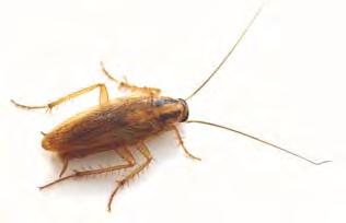 organs. The nymphs grow by a series of molts/instars before reaching the adult stage. The number of molts depends on the species of cockroach.