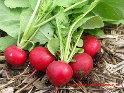 Early Vegetables: Radish Are about the closest thing to instant gratification you can get in the garden Plant in early spring-grow best in cool weather Grow as a fall crop sowing seed around August