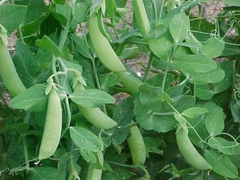 Early Vegetables: Peas Season for pea growing is short- sow in the ground early Require about sixty days of growth before harvest Will stop growing once temperatures get above 85 Peas produced in hot