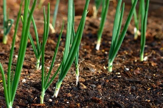 Onions Don t sow onion seeds early in the season Safe to set out onion sets or transplants before the last frost date Onions grown in MN generally are long-day types that require 14 or more hours of
