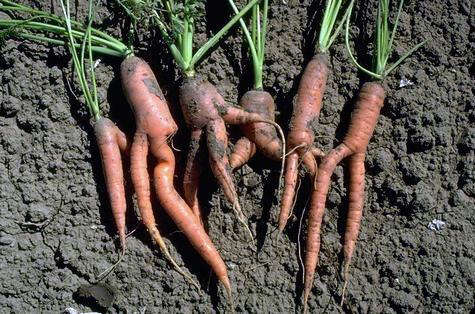 Early Vegetables: Carrots Sow seeds when soil temperature is above 60⁰ F For a continuous supply of carrots, put in 2-3 plantings spaced three weeks apart Till soil to soften and aerate the ground in