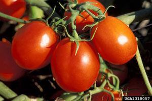 Tomatoes Heat-loving vegetables that require long, frost-free season and full sun Two types of tomatoes: 1. Determinate or bush-type: generally do not need pruning, staking, or trellising.