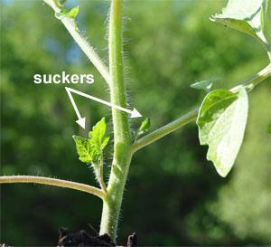 Pruning Tomatoes Encourage a strong main stem by removing all suckers below the first flower cluster Best accomplished by ensuring each leaf has plenty of room and is supported off the ground When