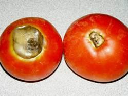 Blossom-End Rot in Tomatoes Is a physiological disorder, not a disease Appears as blackened, leathery spots on the fruit bottoms Caused by calcium deficiency,