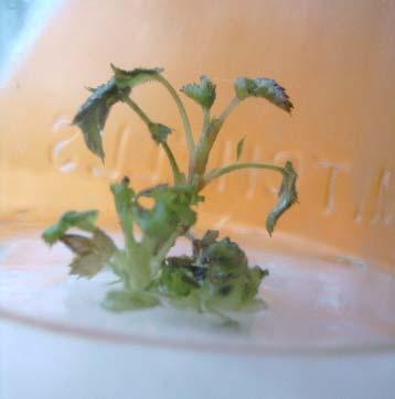 MICROPROPAGATION OF ROSE 2881 2 cm A B C D E F Fig. 1 A-F: Shoot apical meristem inoculated for shoot on 1mg/l of BAP+Kinetin (A).
