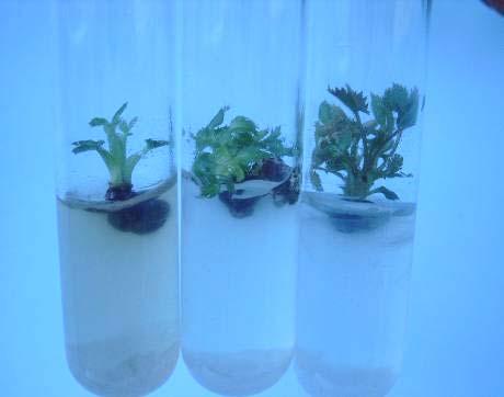 Shoot growth after 14 days of inoculation (D) Different stages of shoot induction and multiplication (E) Shoot multiplication and proliferation