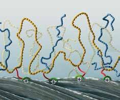 functional groups viscosity/chain length terminal reactivity NH 2 m The silicone chains (yellow) completely shield the fiber surface.