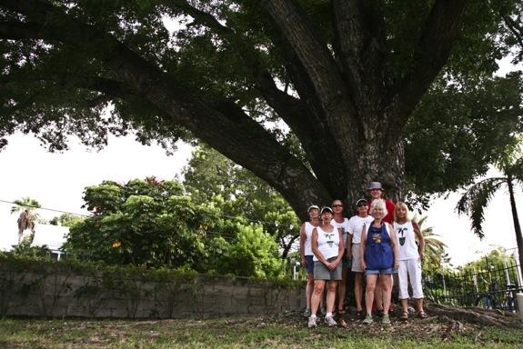 CHAMPION TREE CALENDAR The Florida Division of Forestry ( the organization which awarded us the Native Tree Grant) asked for a photo of the Southernmost Champion Mahogany Tree and some Garden Club