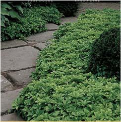 Thoughts Bed Preparation Remove perennial weeds that will compete with the planting.