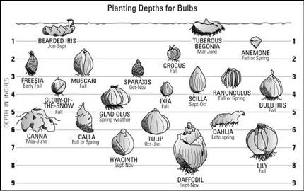 Remember 1 2 inches of rain/irrigation per week during the growing season. Make sure the Pointy end Points up!! Culture Spring Flowering Bulbs. There are two fertilizer systems available.