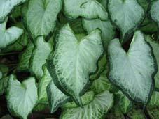 (tuber) Elephant Ear / Colocasia Ornamental Grasees What is ornamental grass?