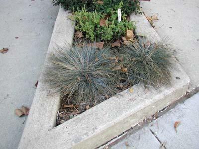 Ornamental Grasses Uses