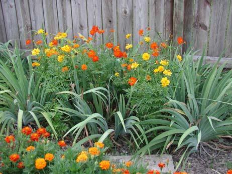 Characteristics Hardy annuals pansies and snapdragons Semi hardy annuals petunia Warm season annuals marigold and