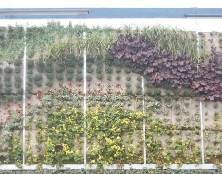 Living Walls These systems in which plants are grown vertically, commonly grown in a structure attached to the wall containing growth medium [3]. These are generally irrigated artificially.