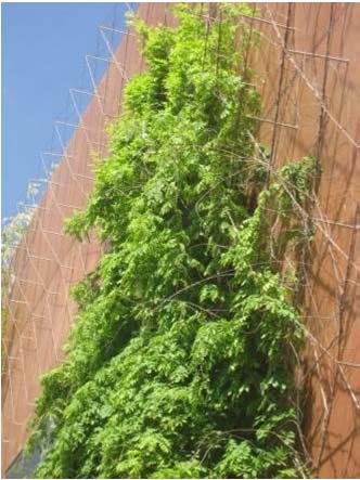 structure Mesh Intensive systems Lleida. Spain Living walls Plant sp.