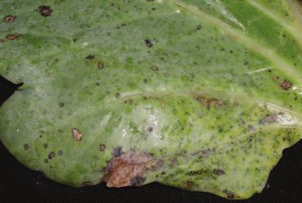 Alternaria leaf spot symptoms