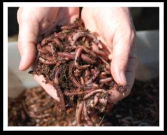 Vermicomposting Use worms to