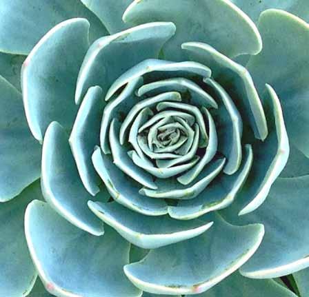 Kathie Matsuyama will show her updated video of the best practices and advice for maintaining healthy succulents, while Gene Schroeder, Rob Skillin, and Markus Mumper will conduct