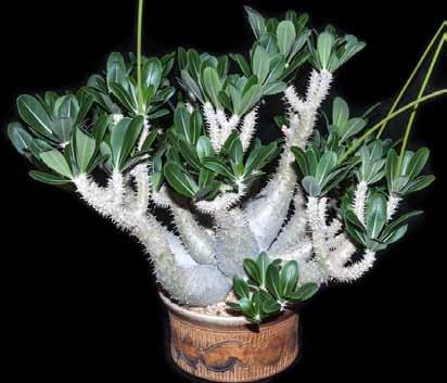 Best Madagascan Plant: