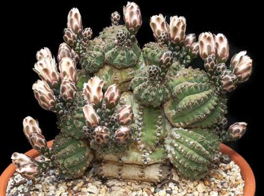 Cactus: Gymnocalycium baldianum