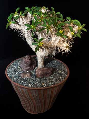 Rookie Succulent: Euphorbia