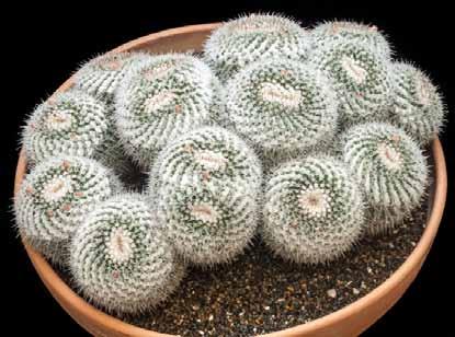 Best Cactus Advanced: Mammillaria