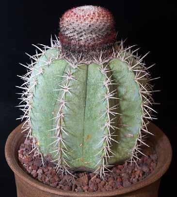 Best Cactus Open: Tephrocactus