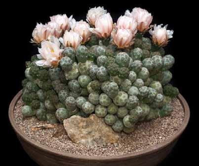 Best Cactus Novice: Melocactus sp.