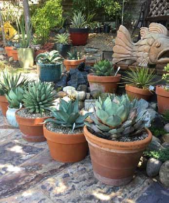 It immediately slowed down to a crawl---there was so much to see! Paul has an absolutely incredible selection of cacti and succulents.