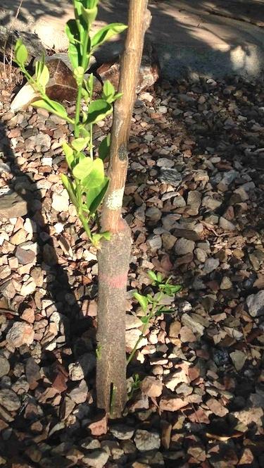 Clonal Propagation of Trees Desirable fruit tree varieties are often grafted onto strong rootstock a method of clonal propagation to ensure that reliable quality fruits are produced.