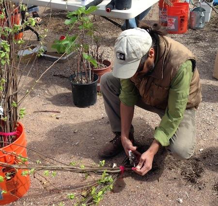 Planting Trees from Cuttings. Some fruit trees and shrubs will grow from cuttings of young wood that are planted directly in soil.