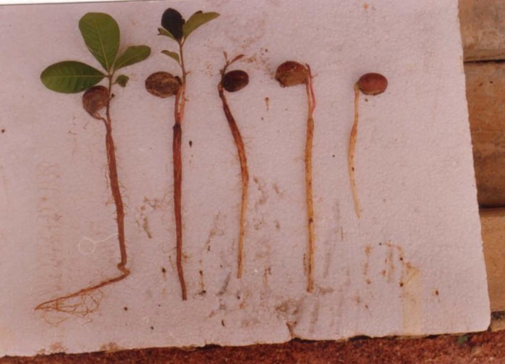 Cryptogeal Germination of shea