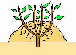 4. Mound layering consists of cutting back the plant to once about the ground in the dormant season and then piling soil
