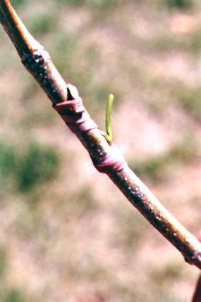 2. In the budding process, a bud is