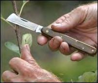 1. The most important tool is a sharp knife. a. A sharp knife makes cleaner cuts thus improving the quality of the graft. b.
