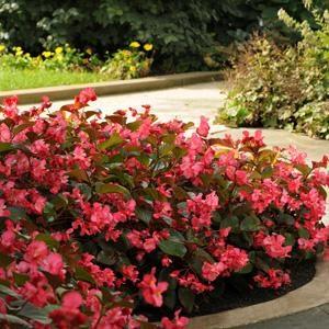 Summer is the hardest time of year to establish new plants, so it s better to plant in spring or fall.