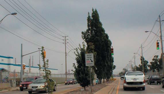 the perceived harshness of the Huron Church Road paved area. Interspersed with the trees are information totems, planted with vines and tall grass, that in evening have coloured uplighting.