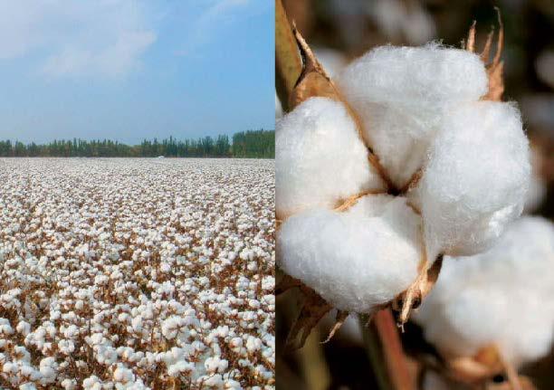 Organic cotton plants are cultivated on land that has been free of pesticides and chemical fertilisers for a minimum of three years.