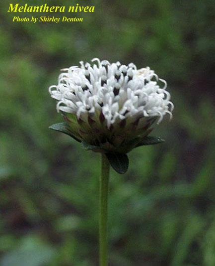 this year. Melanthera nivea blossom with bulls horns shown Photo by Bonnie Basham Woodward Melanthera is the larval plant of the silvery checkerspot butterfly (shown on next page.
