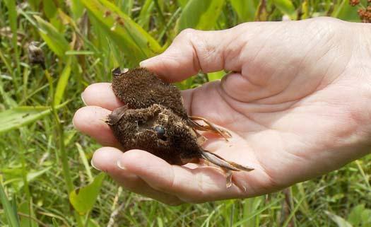 Mature Golden Canna seed pods These wetland plants can be propagated by either piercing and