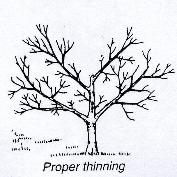 PRUNING STYLES Open Vase and Modified Open Vase Low growing or small branches should be left as long as