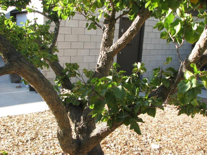 These branches assist in increasing branch diameter (caliper) and strength as well as help to protect the