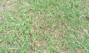 7 days Most warm season grasses are prone to the rapid accumulation of thatch in the sward.