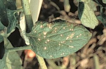 diseases are caused by fungi: early blight by Alternaria solani; Septoria leaf spot by Septoria lycopersici; and anthracnose ripe rot by Colletotrichum coccodes.