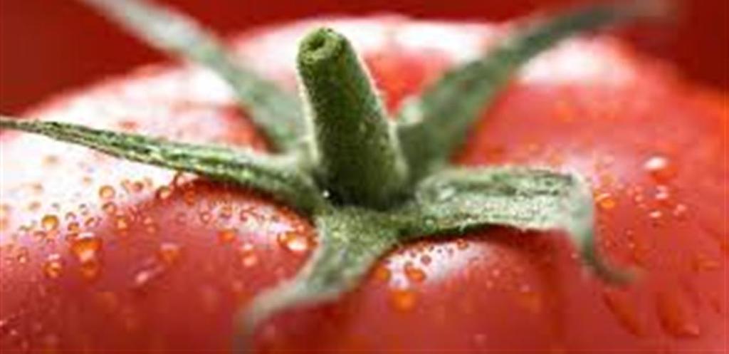Internet Resources Greenhouse Tomato FAQ http://extension.msstate.